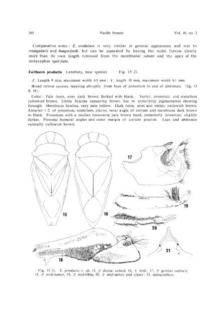 THE ENITHARES (Hemiptera-Heteroptera: Notonectidae) OF THE ...