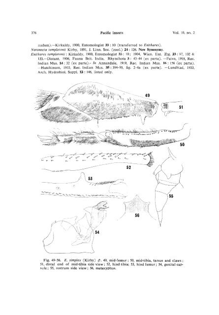 THE ENITHARES (Hemiptera-Heteroptera: Notonectidae) OF THE ...