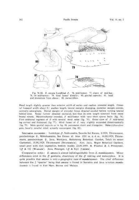 THE ENITHARES (Hemiptera-Heteroptera: Notonectidae) OF THE ...