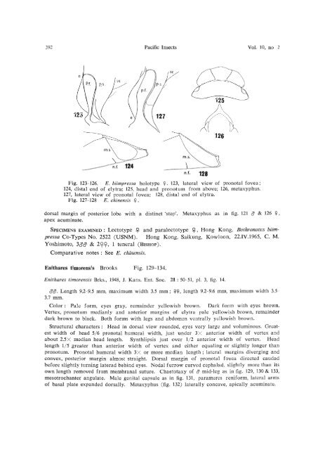 THE ENITHARES (Hemiptera-Heteroptera: Notonectidae) OF THE ...