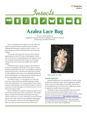 Azalea Lace Bug - The University of Tennessee Institute of Agriculture