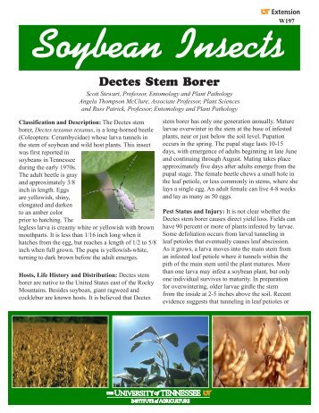 Soybean Insects Dectes Stem Borer - The University of Tennessee ...
