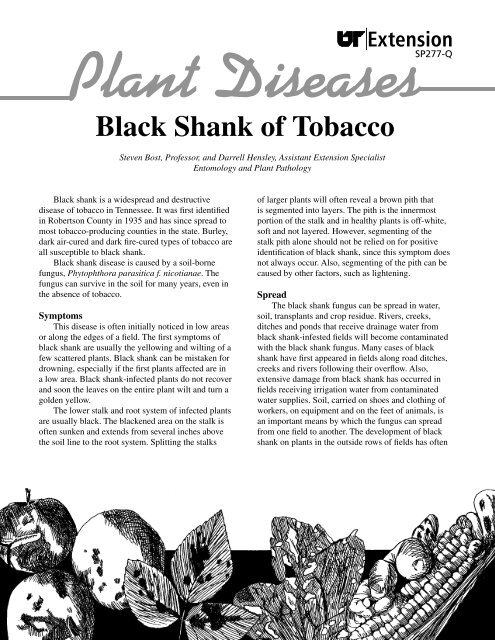 tobacco mosaic virus effects Tobacco mosaic virus · iNaturalist