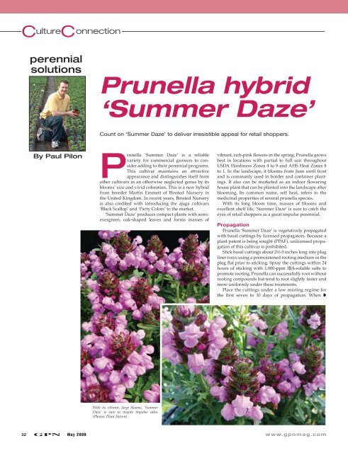 Prunella hybrid 'Summer Daze' - PlantHaven