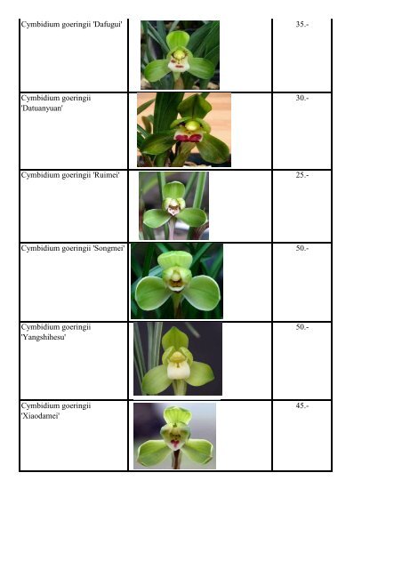 Cymbidium Goeringii For Sale