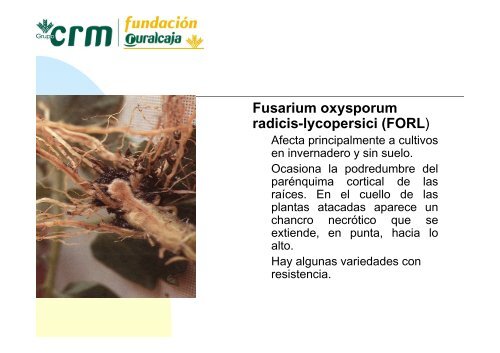 Ponencia: UtilizaciÃ³n de portainjertos en variedades ... - Mutxamel