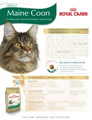 Maine Coon 31TM - Royal Canin