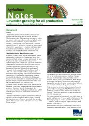 Lavender growing for oil production - Platypus Country