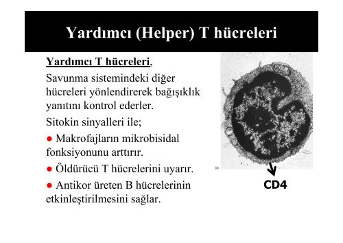 Temel İmmünohematoloji ve İmmünohematolojik Testler