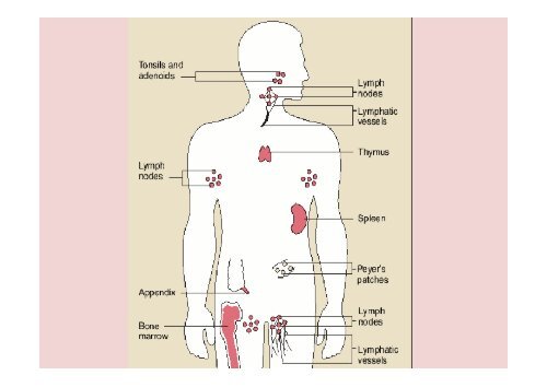 Temel İmmünohematoloji ve İmmünohematolojik Testler