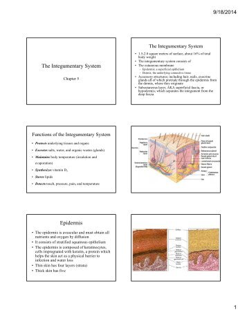 The Integumentary System Epidermis