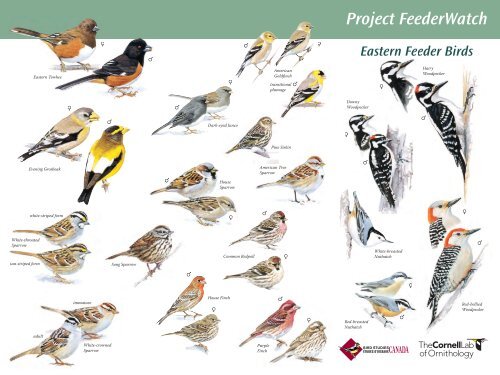 Project Feederwatch Cornell Lab Of Ornithology