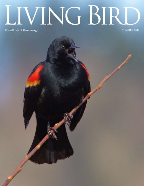 Text and Photographs by Marie Read - Cornell Lab of Ornithology
