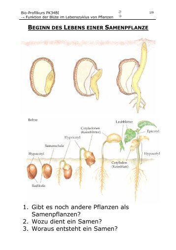 1. Gibt es noch andere Pflanzen als Samenpflanzen ... - auf chungo.de