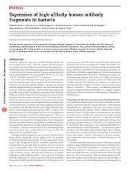 Expression of high-affinity human antibody fragments in bacteria