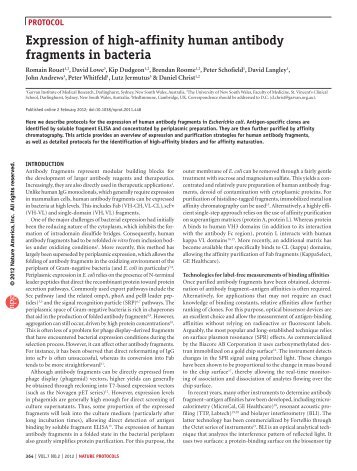 Expression of high-affinity human antibody fragments in bacteria