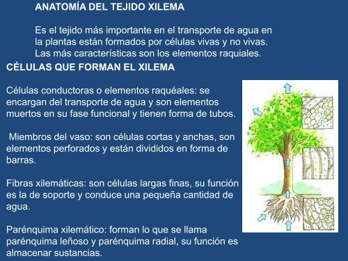 translocacion-de-los-herbicidas-y-entrevista-agroveterinaria.