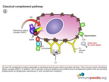 Classical complement pathway - Immunopaedia