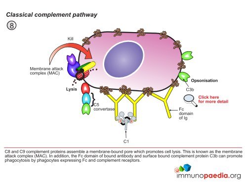 Classical complement pathway - Immunopaedia