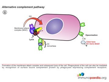 Alternative complement pathway - Immunopaedia