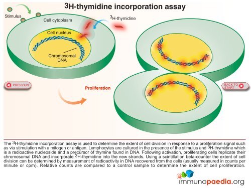 Lymphocyte proliferation assay - Immunopaedia
