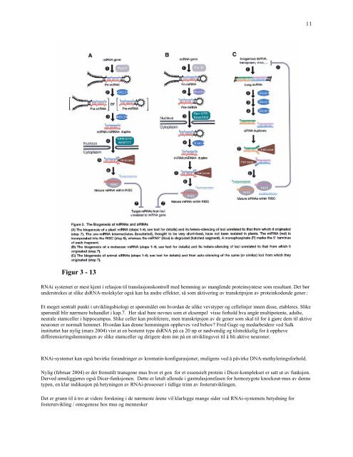 PDF-Mol-utv-bio-stamceller-Sigurd From-april-2004.pdf