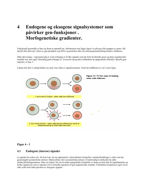 PDF-Mol-utv-bio-stamceller-Sigurd From-april-2004.pdf