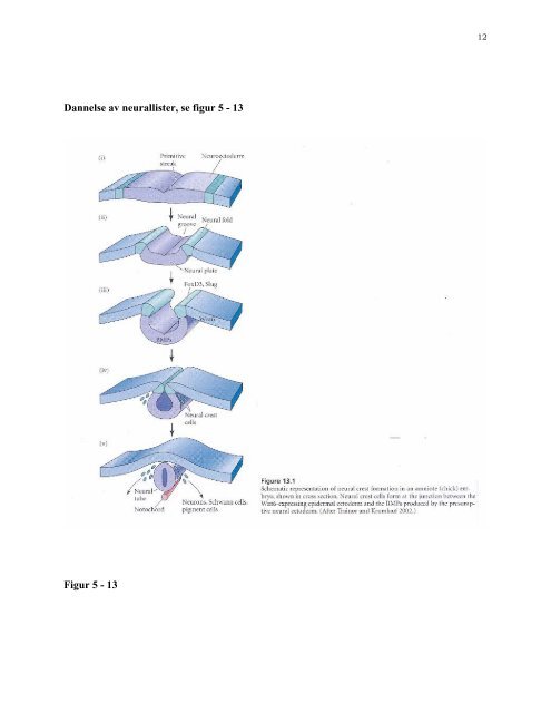 PDF-Mol-utv-bio-stamceller-Sigurd From-april-2004.pdf