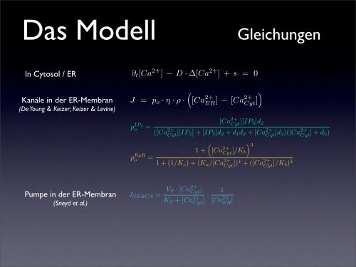 Detaillierte Simulation von Calcium-Signalen in Neuronen