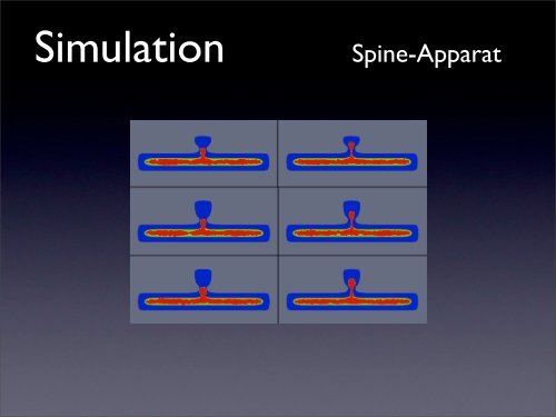 Detaillierte Simulation von Calcium-Signalen in Neuronen