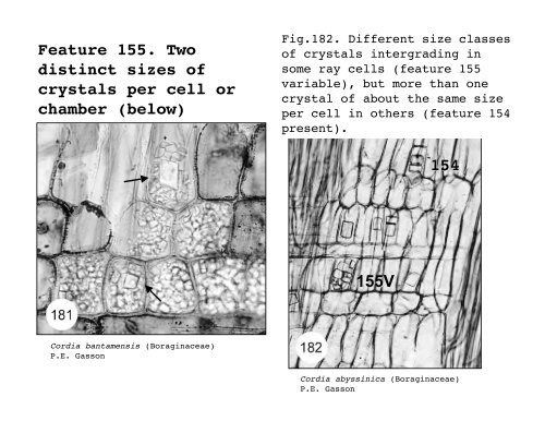 IAWA Hardwood Feature List - Inside Wood - Search the Inside ...