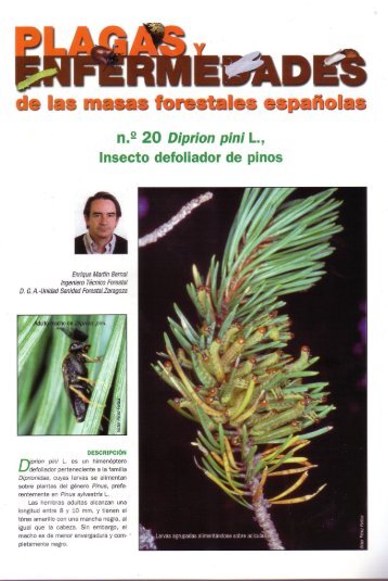 FICHA Nº20 Diprion pini L., Insecto defoliador de pinos. - redforesta