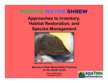 PACIFIC WATER SHREW