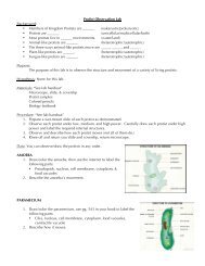 Protist Observation Lab Background: â¢ Members of Kingdom Protista ...