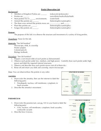 Protist Observation Lab Background: â¢ Members of Kingdom Protista ...