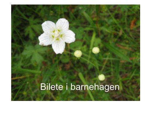 Assistentar i barnehagen