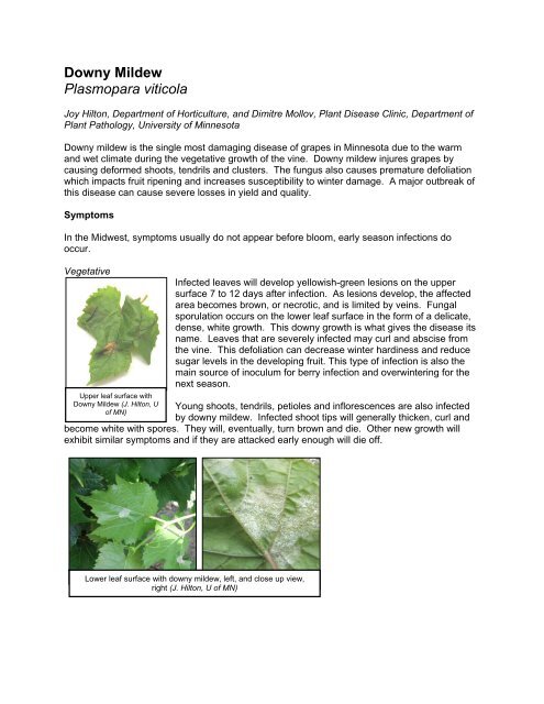 Downy Mildew Plasmopara viticola - University of Minnesota