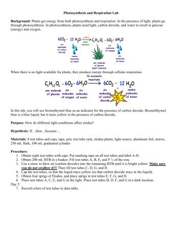 Photosynthesis and Respiration Lab Background: Plants get energy ...