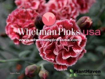 2012 Whetman Pinks USA Catalog