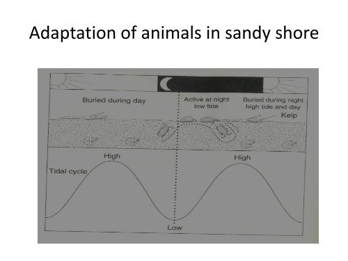 What is a coast and its importance - Iczmpwb.org