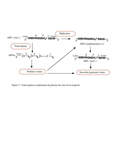 SOUCHES AFRICAINES DU VIRUS DE LA ROUGEOLE : ETUDE ...