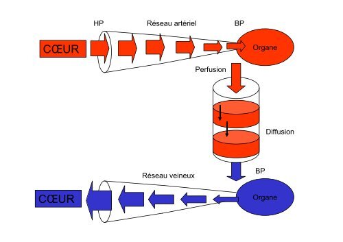 Enseignement de l'appareil circulatoire