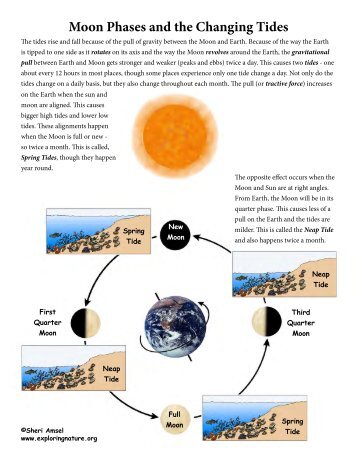 Moon Phases and the Changing Tides