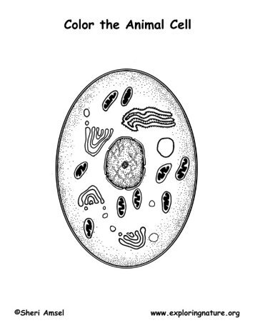 Color The Animal Cell - Exploring Nature