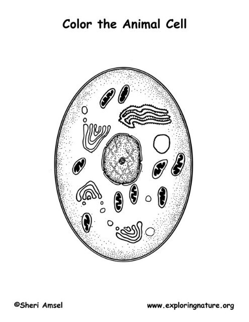 Color The Animal Cell - Exploring Nature Color The Animal Cell - Exploring Nature