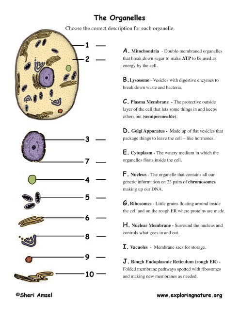 Choose The Correct Description For Each Organelle choose-the-correct-description-for-each-organelle