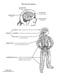 The Nervous System - Exploring Nature