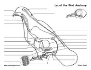 Label The Bird Anatomy - Exploring Nature