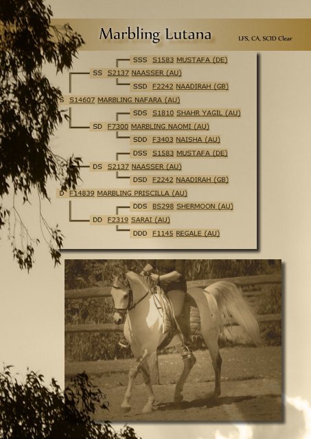 marbling arabians 2015 Stallion Preview