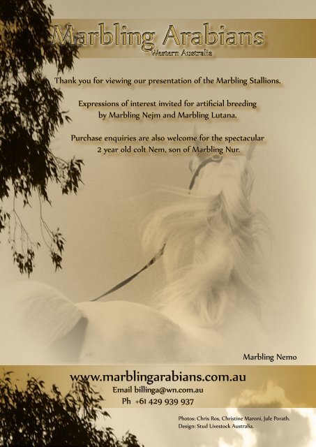 marbling arabians 2015 Stallion Preview